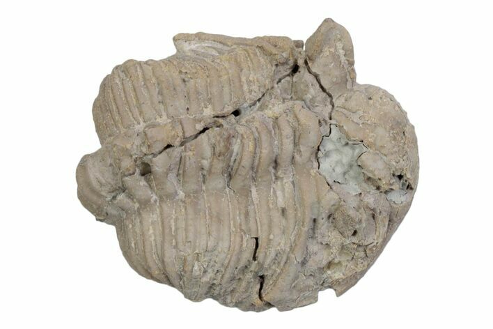 Bargain, Fossil Chasmops Trilobite - Russia #363122